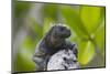 Marine Iguana Lounging on a Limb-DLILLC-Mounted Photographic Print