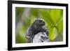 Marine Iguana Lounging on a Limb-DLILLC-Framed Photographic Print