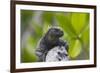 Marine Iguana Lounging on a Limb-DLILLC-Framed Photographic Print