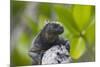 Marine Iguana Lounging on a Limb-DLILLC-Mounted Photographic Print