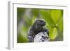 Marine Iguana Lounging on a Limb-DLILLC-Framed Photographic Print