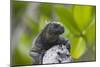 Marine Iguana Lounging on a Limb-DLILLC-Mounted Photographic Print