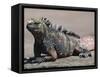 Marine Iguana, Port Egas (James Bay) Isla Santiago (Santiago Island), Galapagos Islands-Michael DeFreitas-Framed Stretched Canvas