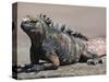 Marine Iguana, Port Egas (James Bay) Isla Santiago (Santiago Island), Galapagos Islands-Michael DeFreitas-Stretched Canvas