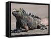 Marine Iguana, Port Egas (James Bay) Isla Santiago (Santiago Island), Galapagos Islands-Michael DeFreitas-Framed Stretched Canvas