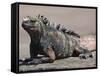 Marine Iguana, Port Egas (James Bay) Isla Santiago (Santiago Island), Galapagos Islands-Michael DeFreitas-Framed Stretched Canvas