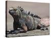 Marine Iguana, Port Egas (James Bay) Isla Santiago (Santiago Island), Galapagos Islands-Michael DeFreitas-Stretched Canvas