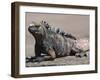 Marine Iguana, Port Egas (James Bay) Isla Santiago (Santiago Island), Galapagos Islands-Michael DeFreitas-Framed Photographic Print