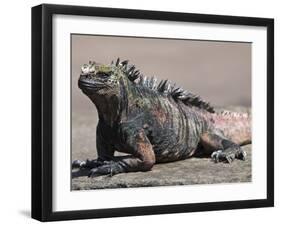 Marine Iguana, Port Egas (James Bay) Isla Santiago (Santiago Island), Galapagos Islands-Michael DeFreitas-Framed Photographic Print