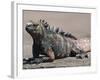 Marine Iguana, Port Egas (James Bay) Isla Santiago (Santiago Island), Galapagos Islands-Michael DeFreitas-Framed Photographic Print