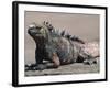 Marine Iguana, Port Egas (James Bay) Isla Santiago (Santiago Island), Galapagos Islands-Michael DeFreitas-Framed Photographic Print