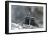 Marine iguana 'sneezing' to eject salt from nostrils-Tui De Roy-Framed Photographic Print