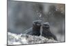 Marine iguana 'sneezing' to eject salt from nostrils-Tui De Roy-Mounted Photographic Print