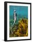 Marine iguana swimming away after feeding, Galapagos-Tui De Roy-Framed Photographic Print