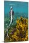 Marine iguana swimming away after feeding, Galapagos-Tui De Roy-Mounted Photographic Print