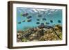 Marine iguana swimming back to share food, Galapagos-Tui De Roy-Framed Photographic Print