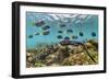 Marine iguana swimming back to share food, Galapagos-Tui De Roy-Framed Photographic Print