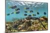 Marine iguana swimming back to share food, Galapagos-Tui De Roy-Mounted Photographic Print