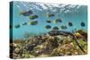 Marine iguana swimming back to share food, Galapagos-Tui De Roy-Stretched Canvas