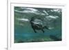 Marine Iguana Underwater, Fernandina Island, Galapagos, Ecuador-Pete Oxford-Framed Photographic Print