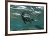 Marine Iguana Underwater, Fernandina Island, Galapagos, Ecuador-Pete Oxford-Framed Photographic Print