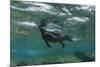 Marine Iguana Underwater, Fernandina Island, Galapagos, Ecuador-Pete Oxford-Mounted Photographic Print