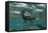 Marine Iguana Underwater, Fernandina Island, Galapagos, Ecuador-Pete Oxford-Framed Stretched Canvas