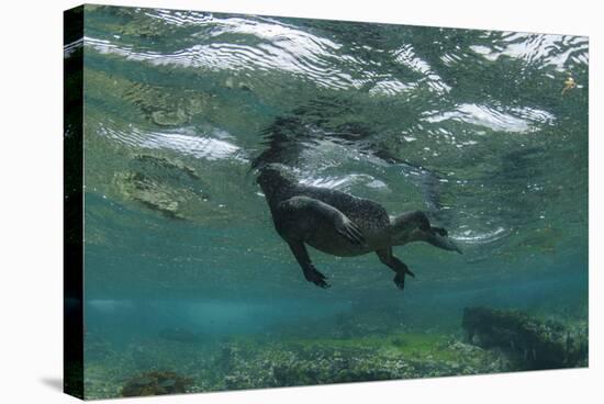 Marine Iguana Underwater, Fernandina Island, Galapagos, Ecuador-Pete Oxford-Stretched Canvas