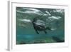 Marine Iguana Underwater, Fernandina Island, Galapagos, Ecuador-Pete Oxford-Framed Photographic Print