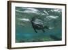 Marine Iguana Underwater, Fernandina Island, Galapagos, Ecuador-Pete Oxford-Framed Photographic Print