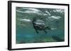 Marine Iguana Underwater, Fernandina Island, Galapagos, Ecuador-Pete Oxford-Framed Photographic Print