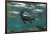 Marine Iguana Underwater, Fernandina Island, Galapagos, Ecuador-Pete Oxford-Framed Premium Photographic Print