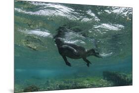 Marine Iguana Underwater, Fernandina Island, Galapagos, Ecuador-Pete Oxford-Mounted Premium Photographic Print