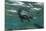 Marine Iguana Underwater, Fernandina Island, Galapagos, Ecuador-Pete Oxford-Mounted Premium Photographic Print