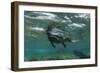 Marine Iguana Underwater, Fernandina Island, Galapagos, Ecuador-Pete Oxford-Framed Photographic Print