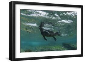 Marine Iguana Underwater, Fernandina Island, Galapagos, Ecuador-Pete Oxford-Framed Photographic Print