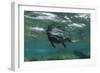 Marine Iguana Underwater, Fernandina Island, Galapagos, Ecuador-Pete Oxford-Framed Photographic Print