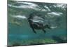 Marine Iguana Underwater, Fernandina Island, Galapagos, Ecuador-Pete Oxford-Mounted Photographic Print