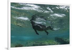 Marine Iguana Underwater, Fernandina Island, Galapagos, Ecuador-Pete Oxford-Framed Photographic Print