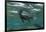Marine Iguana Underwater, Fernandina Island, Galapagos, Ecuador-Pete Oxford-Framed Photographic Print