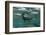 Marine Iguana Underwater, Fernandina Island, Galapagos, Ecuador-Pete Oxford-Framed Photographic Print