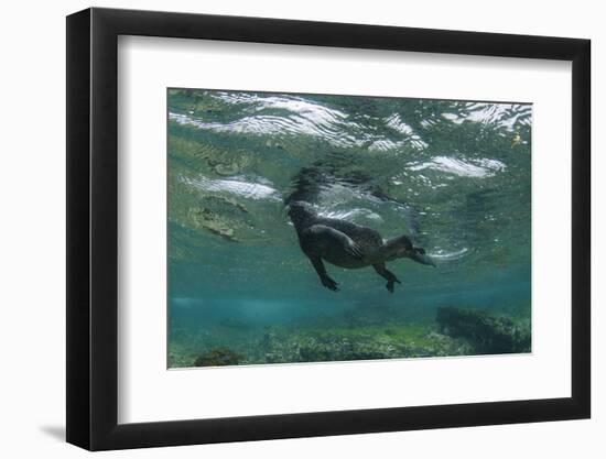 Marine Iguana Underwater, Fernandina Island, Galapagos, Ecuador-Pete Oxford-Framed Photographic Print