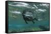 Marine Iguana Underwater, Fernandina Island, Galapagos, Ecuador-Pete Oxford-Framed Stretched Canvas