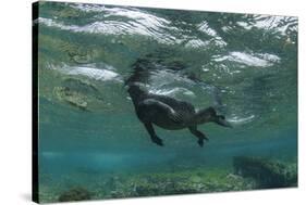 Marine Iguana Underwater, Fernandina Island, Galapagos, Ecuador-Pete Oxford-Stretched Canvas