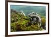 Marine Iguana Underwater, Fernandina Island, Galapagos, Ecuador-Pete Oxford-Framed Photographic Print