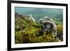 Marine Iguana Underwater, Fernandina Island, Galapagos, Ecuador-Pete Oxford-Framed Photographic Print