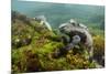 Marine Iguana Underwater, Fernandina Island, Galapagos, Ecuador-Pete Oxford-Mounted Photographic Print