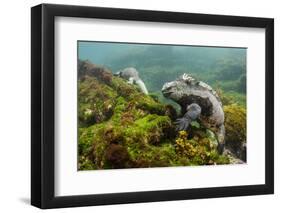 Marine Iguana Underwater, Fernandina Island, Galapagos, Ecuador-Pete Oxford-Framed Photographic Print