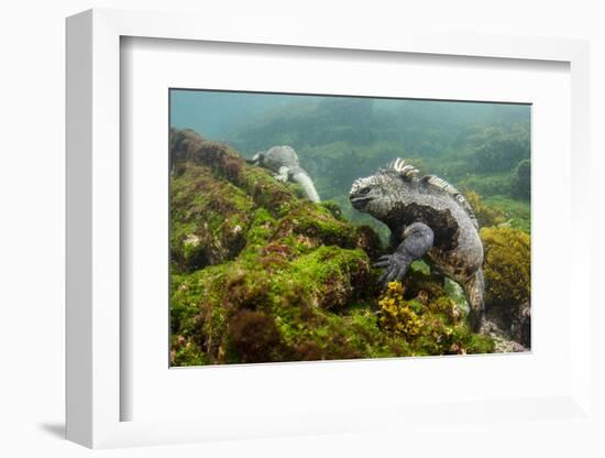 Marine Iguana Underwater, Fernandina Island, Galapagos, Ecuador-Pete Oxford-Framed Photographic Print