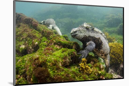 Marine Iguana Underwater, Fernandina Island, Galapagos, Ecuador-Pete Oxford-Mounted Photographic Print